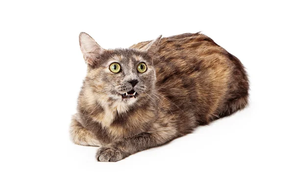 敷設怒っている三毛猫ねこネコ猫 — ストック写真