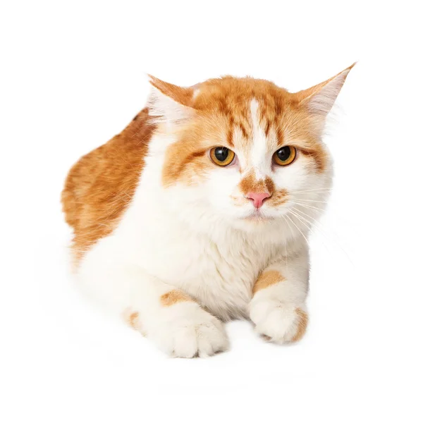 Mad yellow and white cat laying down — Stock Photo, Image