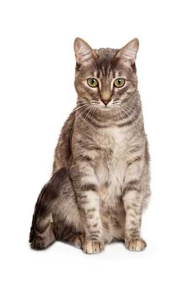 Junge gestromte Katze sitzt und schaut nach unten — Stockfoto