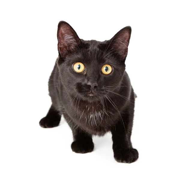 Ciekawy czarny kot się rzucić — Zdjęcie stockowe