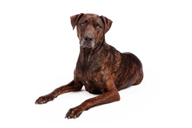 Labrador azman brindle kat ile