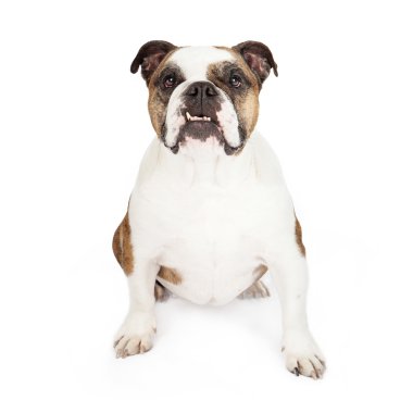 Bulldog Sitting With Underbite