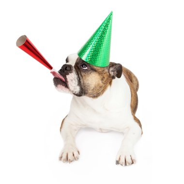 boynuz üfleme parti şapkası giyen bulldog