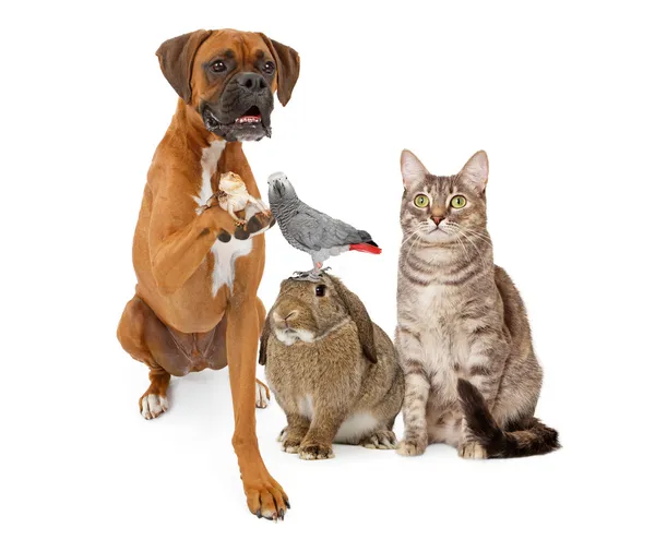Pets
