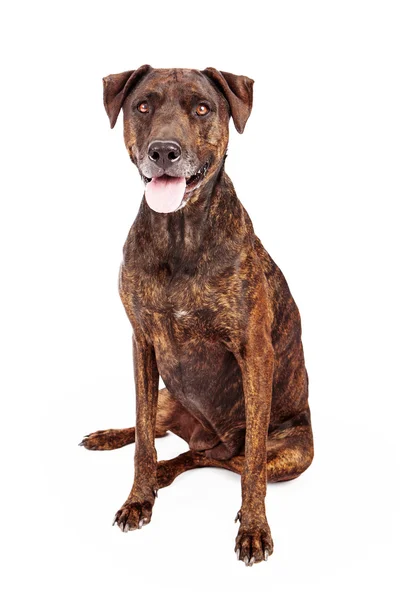 Labrador y Plott Hound Crossbreed — Foto de Stock