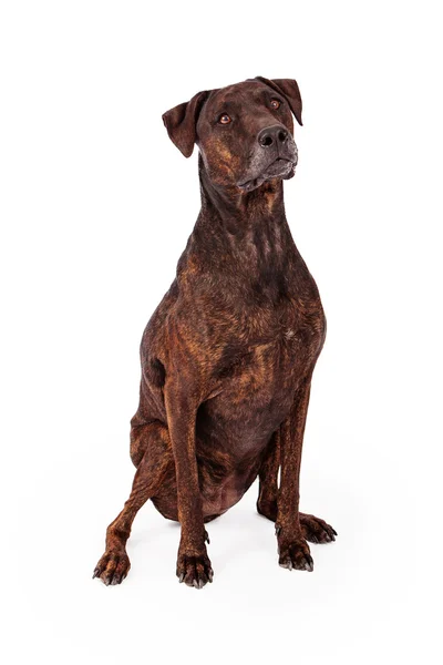 Brindle labrador och rita hound blandras — Stockfoto