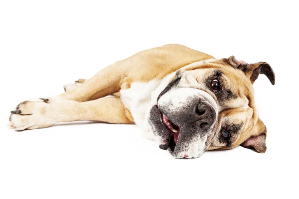 Bulldog deitado no lado — Fotografia de Stock