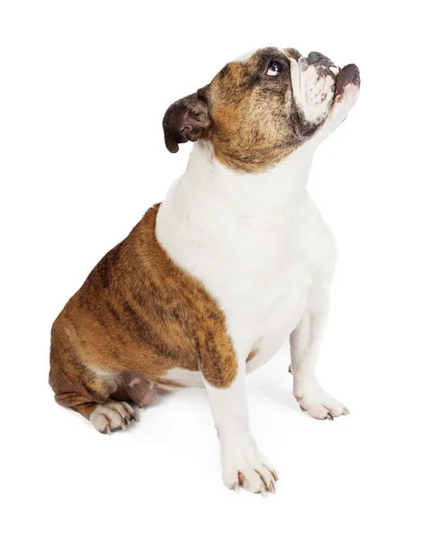 Bulldoggen-Profil — Stockfoto