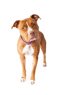 Pitbul köpeği