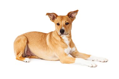 Döşeme Sarı karışık cins köpek