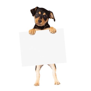 boş oturum tutarak siyah ve tabaklamak köpek yavrusu