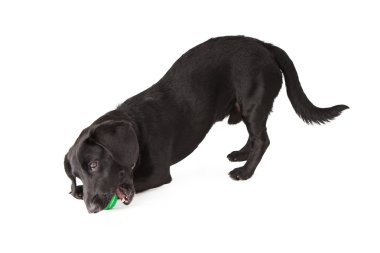 topla oynamayı dachshund