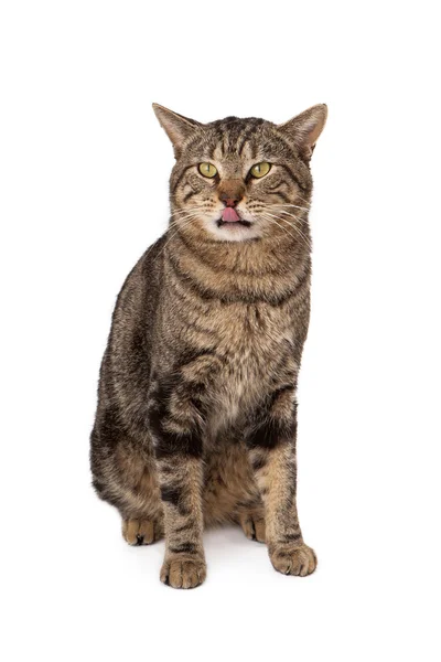 Cat Licking Lips — Stock Photo, Image