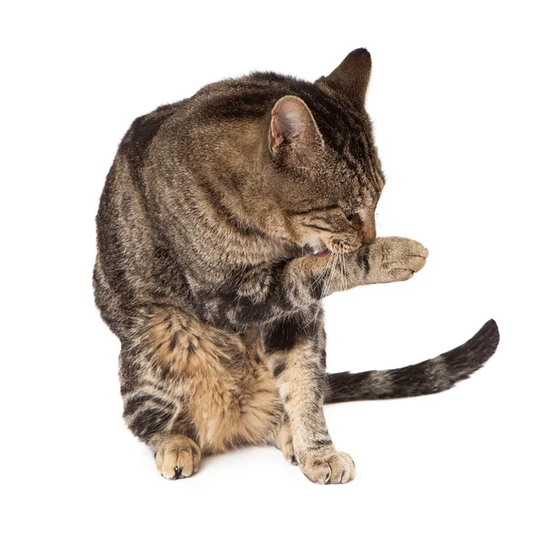 Katze leckt Pfote — Stockfoto