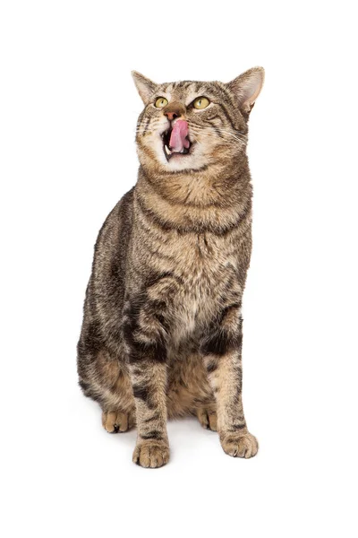 Lustige Katze leckt Lippen — Stockfoto