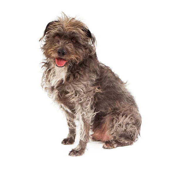 Grande scruffy terrier cane — Foto Stock