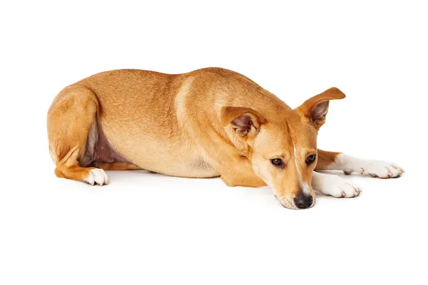 Triste mezcla de raza perro acostado —  Fotos de Stock