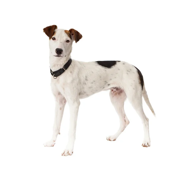 Pointer mixed cheap breed