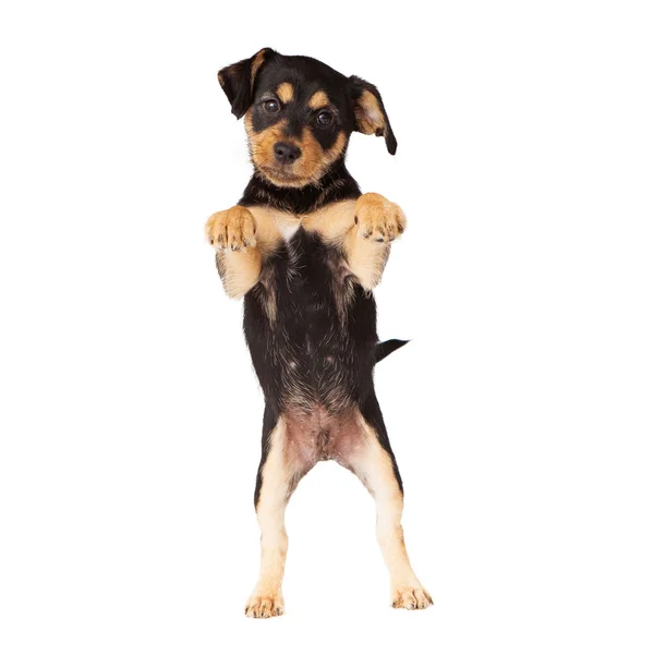 懇願するような黒と黄褐色の子犬 — ストック写真
