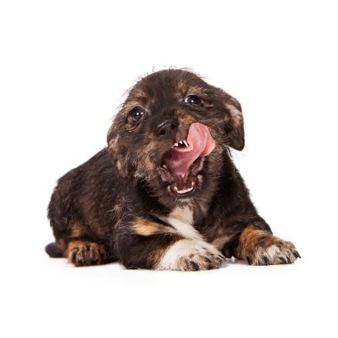 aç köpek yavrusu yalama dudaklar