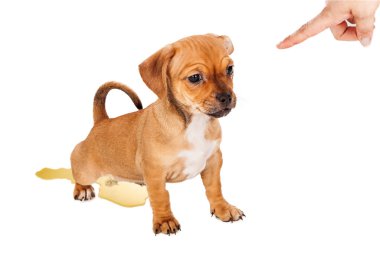 Puppy eğitim kaza