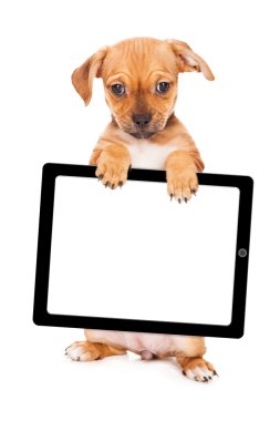 Sarı puppy bilgisayar tablet holding