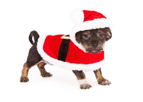 Puppy in a Santa Suit — Stock Photo, Image