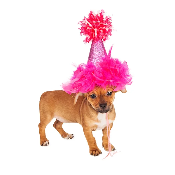 Pembe parti şapkası içinde köpek yavrusu — Stok fotoğraf