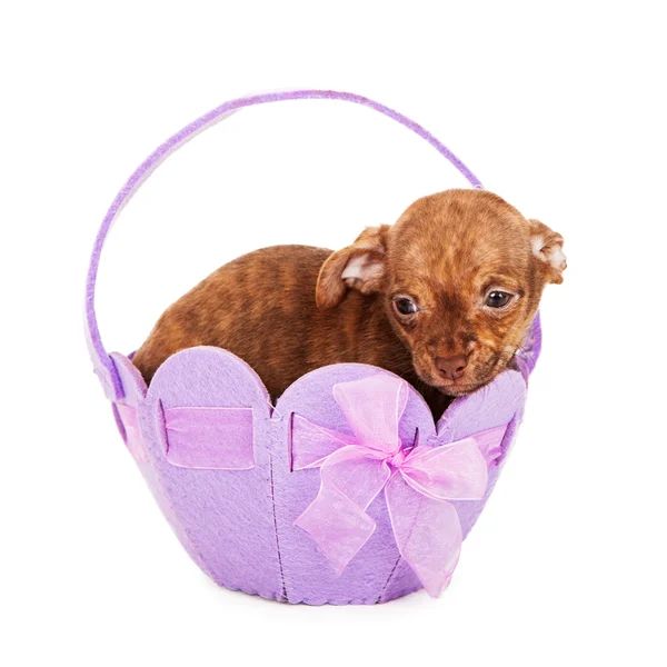 Puppy in an easter Easter basket — Stock Photo, Image