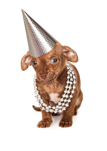 Puppy party i silver — Stockfoto