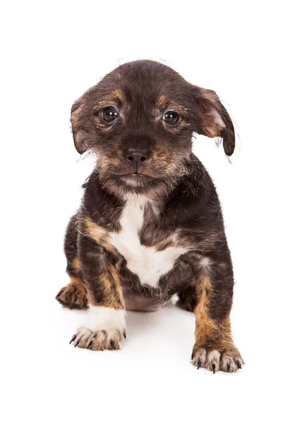 Shy Little Puppy — Stock Photo, Image