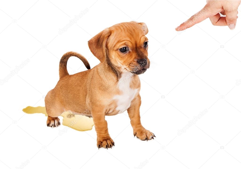 Is It Common For Puppies To Have Accidents