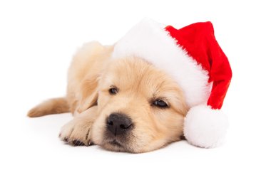 Noel Baba şapkası giyen golden retriever yavru