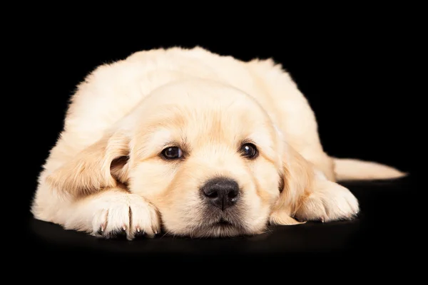 Filhote de cachorro dourado deitado olhando para a frente — Fotografia de Stock