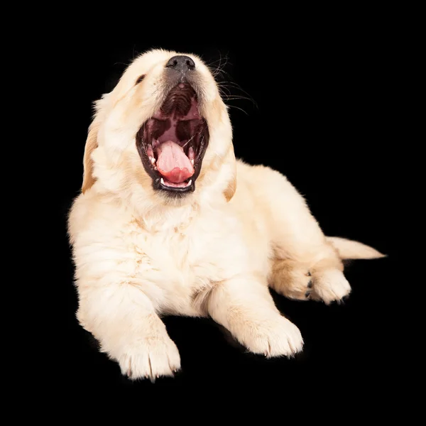 Golden Puppy Big Yawn — Stock Photo, Image