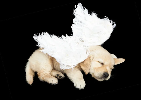 Golden Retriever Puppy Angel — Stock Photo, Image