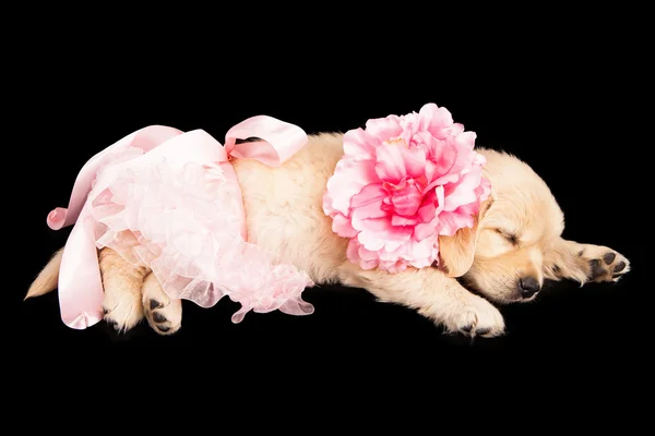 Slapende puppy in roze — Stockfoto