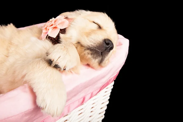 Puppy slapen in roze mand — Stockfoto