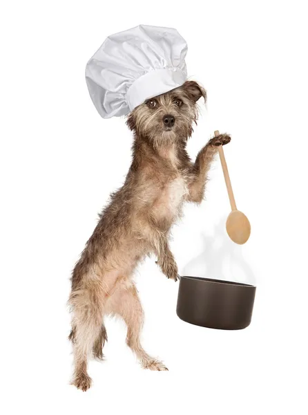 Chef Terrier con sartén y cuchara — Foto de Stock