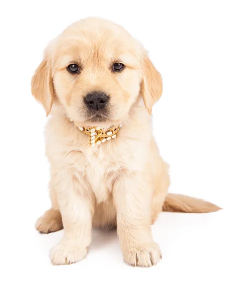 黄金猎犬小狗穿着花哨的衣领 — 图库照片