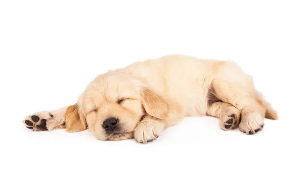 Golder Retriever Filhote de cachorro dormindo — Fotografia de Stock