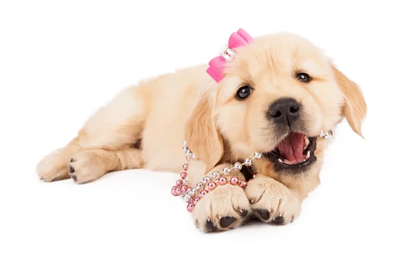 Puppy Chewing on Pearl Necklace — Stock Photo, Image