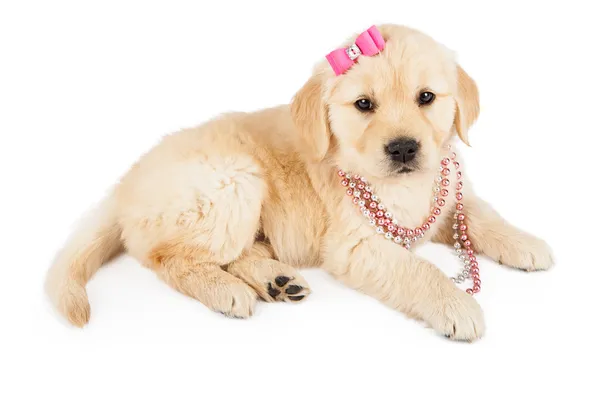 Filhote de cachorro fêmea Golden Retriever em rosa — Fotografia de Stock
