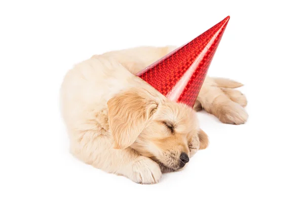 Puppy Party Pooper — Stockfoto