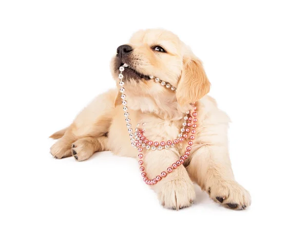 Cucciolo giocare con perle — Foto Stock