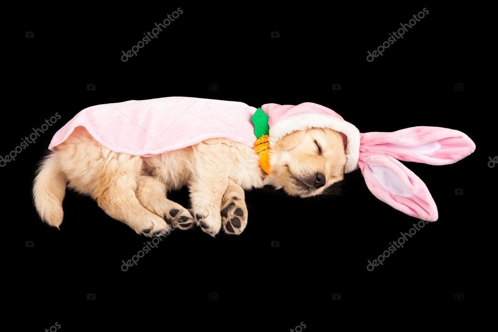 Easter Bunny Puppy Sleeping Stock Photo by ©adogslifephoto 43531301