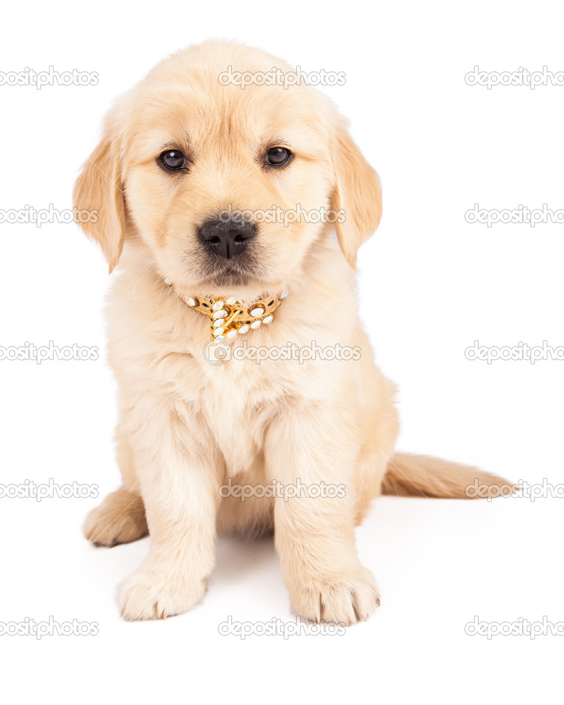 Golden Retriever Puppy Wearing Fancy Collar