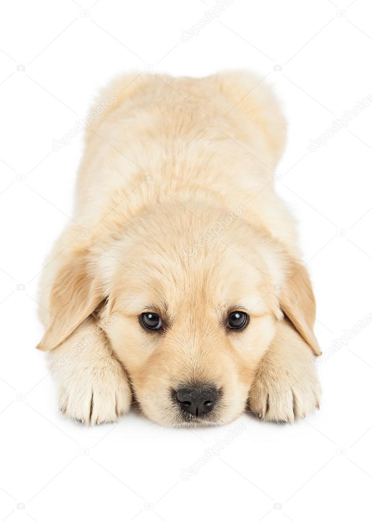 Golden Retriever Puppy Laying Down — Stock Photo © adogslifephoto #43531333