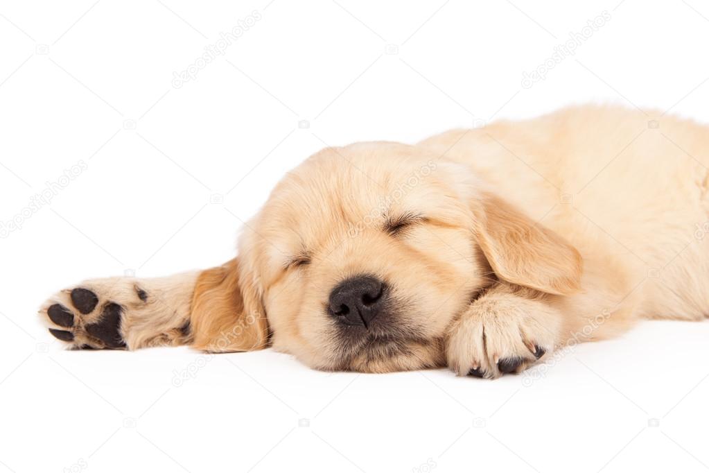 Puppy Sleeping Closeup