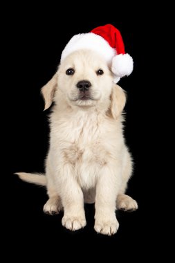 Noel köpek yavrusu siyah arka plan